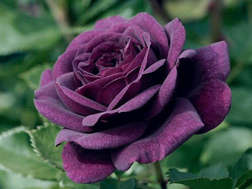 50 Samen PURPURROSA + GESCHENK - Bild 1 von 1