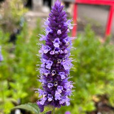 50 UK Purple Top Hyssop Anise Seeds Evergreen Perennial Flowering