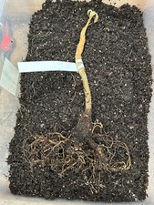 Tetrapanax papyrifer Rex, rice paper shrub, tropical leaves, bare rooted.