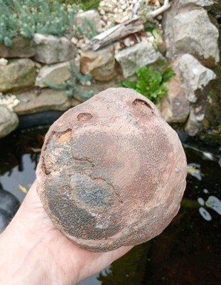 Fossile Crinoid Float Bulb ~ Devonzeit Marokko ~ Lobolith Scyphocrinites 