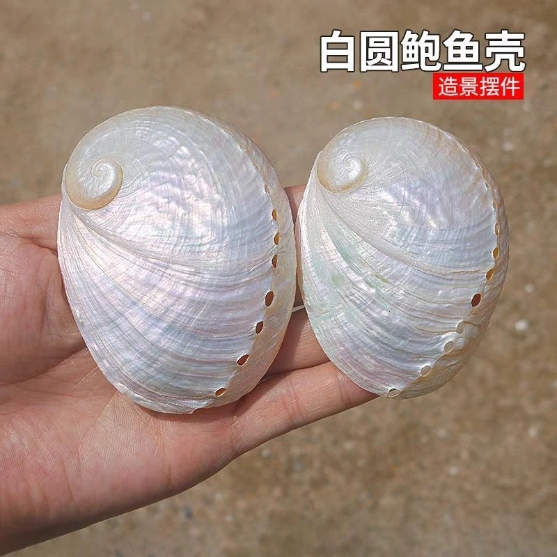 7-9Cm Natural Large Sea Shell Home Decor Jewelry Props Photography Aquarium 1Pc - Image 3 of 4