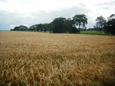 Photo 6x4 Ready for harvest Wester Dechmont Barley awaiting the combine a c2010