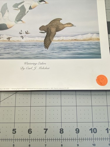 CARL J. MELICHAR "Wintering Eiders” HAND SIGNED LIMITED EDITION LITHOGRAPH B4 - Picture 5 of 6