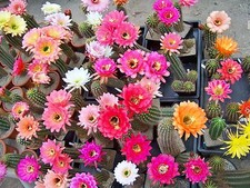 Samen Seeds TH Hybriden MIX von über 200 verschiedenen Sorten !!