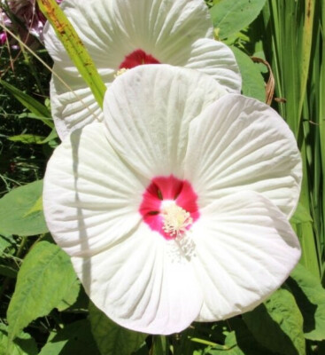 Hibiscus moscheutos RiesenHibiskus 30 Sa. Sumpfeibisch riesige Blten  winterhart | eBay.de