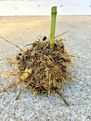 Live Bamboo Root Approx 5 in Tall Privacy Plant