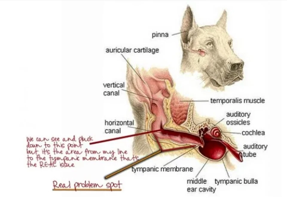 EAR INFECTION CARE FOR Dogs and Cats - OTITIS - kill bacteria, yeast MADE IN USA - Image 4 of 4