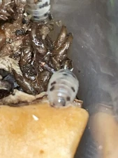 20 + Dairy Cows Isopods + Free Springtails And  4 Cubaris.