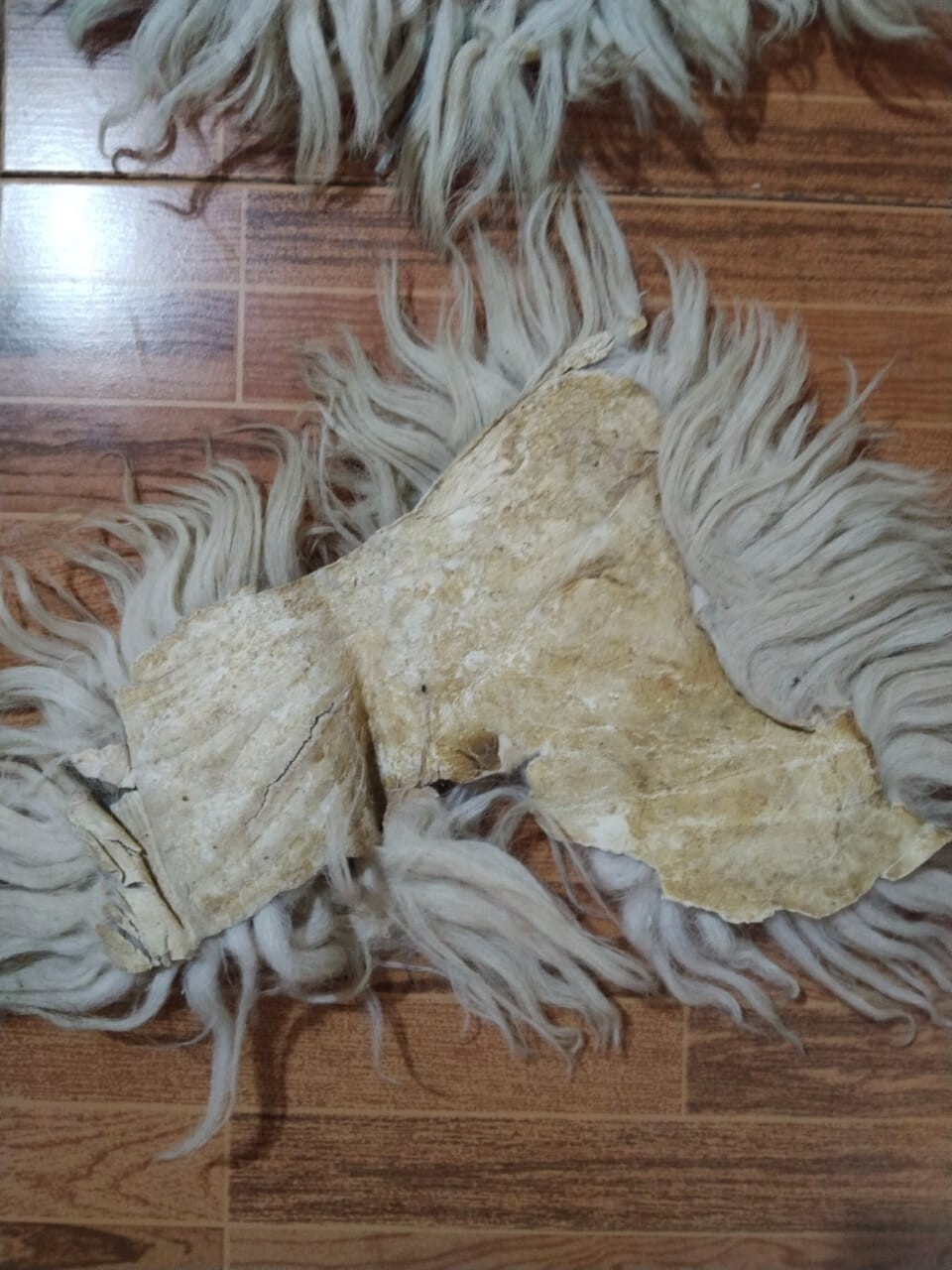 Picture 5 of 5
