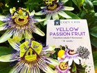 Yellow Passion Fruit 10 Seeds Common Passionfruit Vine Maracuya Grenadilla Ex...