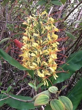 2 Large Rhizomes ~ HAWAIIAN KAHILI Butterfly GINGER Live Tuber ROOT From Hawaii!