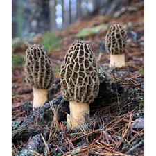 WILD Morel Mushrooms, Whole Dried - 4oz- 16 oz USA