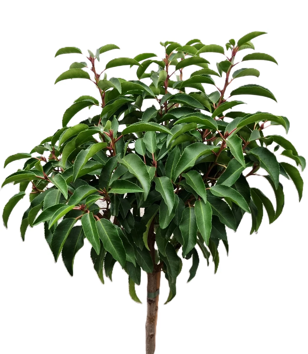 monstera dwukolorowa Monstera Deliciosa Aurea Tricolour – HappiestPlants