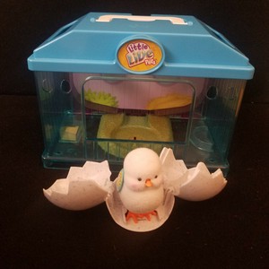 hatching chick egg toy