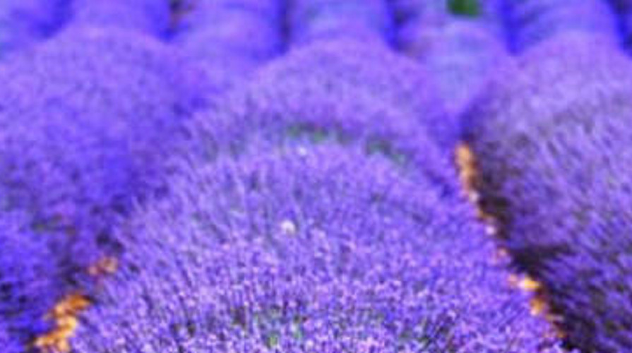 Lavandula officinalis - Lavanda común - 6000 semillas - Saatgut - Graines - Semi