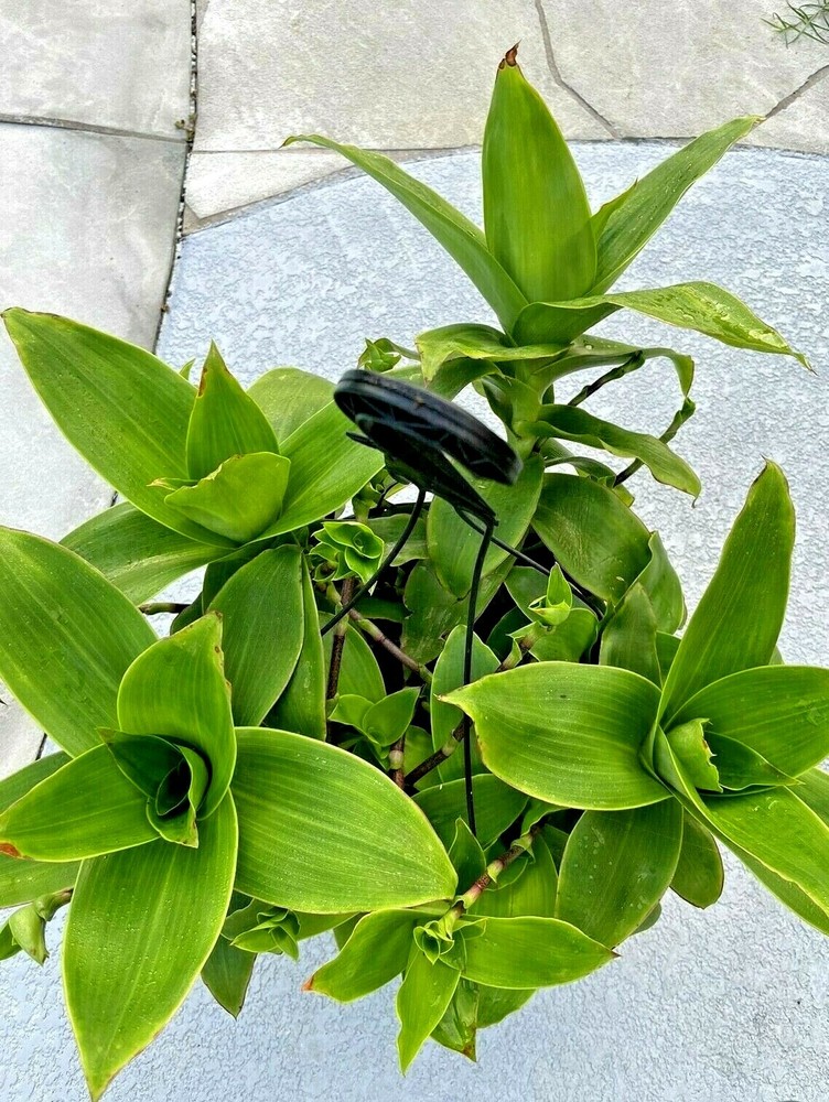 Callisia fragrans Basket Plant 10-12 Inch Cutting Russia Holistic Medicinal Herb