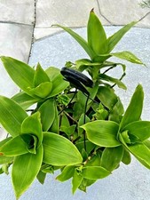 Basket plant (Callisia fragrans) Russia Holistic medical plant cutting 
