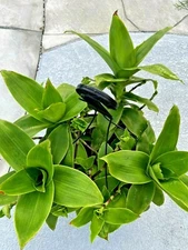Basket plant (Callisia fragrans) Russia Holistic medical plant cutting  10"-12"