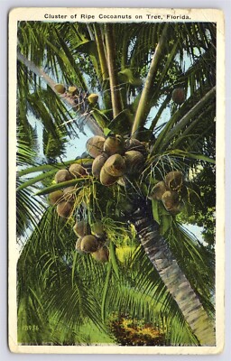 FL, Cluster of Ripe Coconuts on Tree in Florida, WB Posted 1926 H & WB Drew