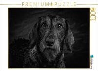 Calvendo Puzzle Rauhaar Dachshund | 1000 Pieces, Finished Size 25.2 × 18.9 In (6