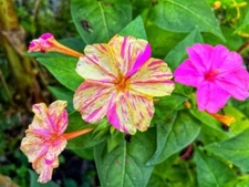 25 BROKEN COLORS FOUR O'CLOCK SEEDS | SALE FREE SHIPPING NON GMO HEIRLOOM