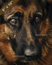 German Shepherd with tears in soulful large eyes 8x10 Print