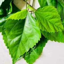 Hibiscus Dried Leaves Organic Herbal Gudhal Leaves For Healthy Life 100 Leaves