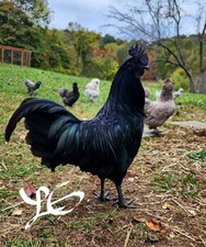 6 RARE Fertile Hatching Eggs - ALL BLACK - SVART HONA x MYSTIC ONYX