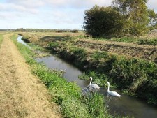 Photo 12x8 Swans in Monkton Engine Sluice Hoo/TR2964 This drainage channe c2010