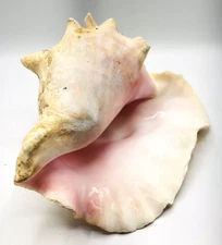 Conch Shell Horn Extra Large Queen shell Sea Ocean Beach 11x9x6" RARE Nautical