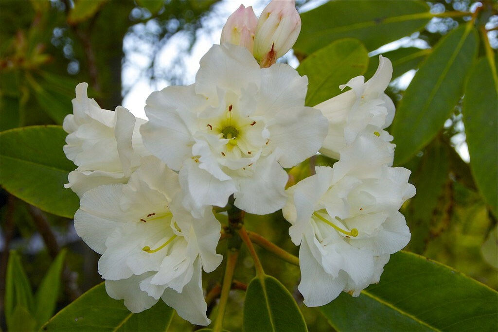 Rhododendron griffithianum | 100_Seeds | eBay