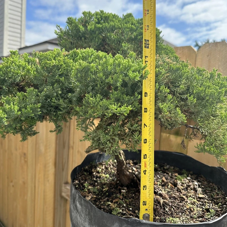 juniper bonsai tree live - Image 3 of 4