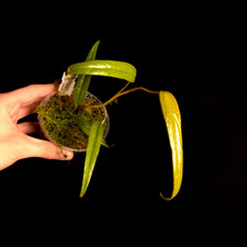 Anthurium sp. Pangui - Very Rare - Miniature Species - Terrarium Plant - P0307