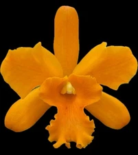 Cattleya Blc Sky Of Sunshine ‘#31’ Orchid Plant Blooming Size 4” 0513