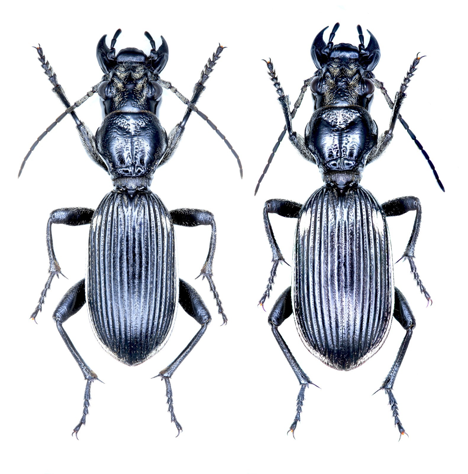 Carabidae, Anthiinae, Anthia babaulti Bénard, 1921, KENYA, RARE, 39.7/41.3mm