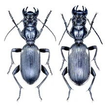 Carabidae, Anthiinae, Anthia babaulti Bénard, 1921, KENYA, RARE, 39.7/41.3mm