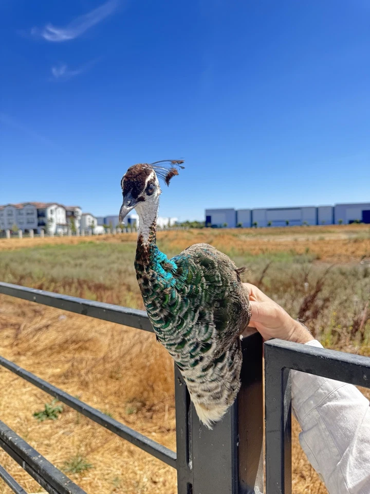 Taxidermia de hombro PAVO REAL FEMENINO calidad museo montaje en pared Foto 2 de 4