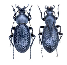 Carabidae, Carabus (Procrustes) chevrolati thirki Chaudoir, 1857, TURKEY, pair