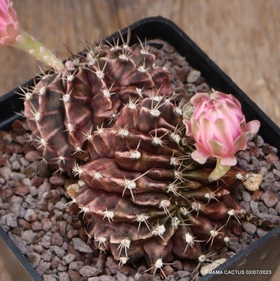 A4350 GYMNOCALYCIUM MIHANOVICHII CRESTED pot10-H6-W10 cm MaMa Cactus