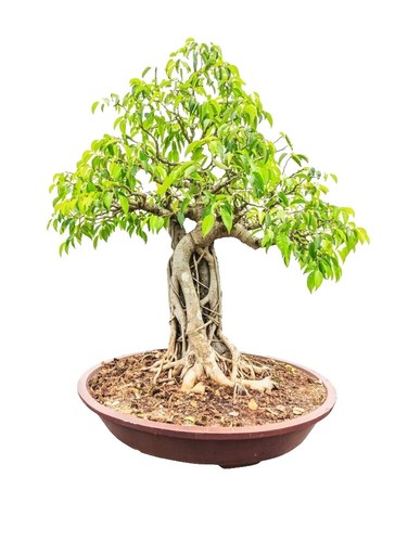 big bonsai Large Juniper Squamata Bonsai Tree 12 Inch – Bonsai Gifts Nursery main image 0