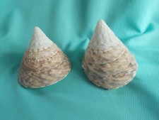 Paar Perlige Trochus Kegel Muscheln