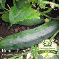 50 Marketmore 76 Cucumber Seeds Non-GMO Heirloom Fresh Garden Seeds USA