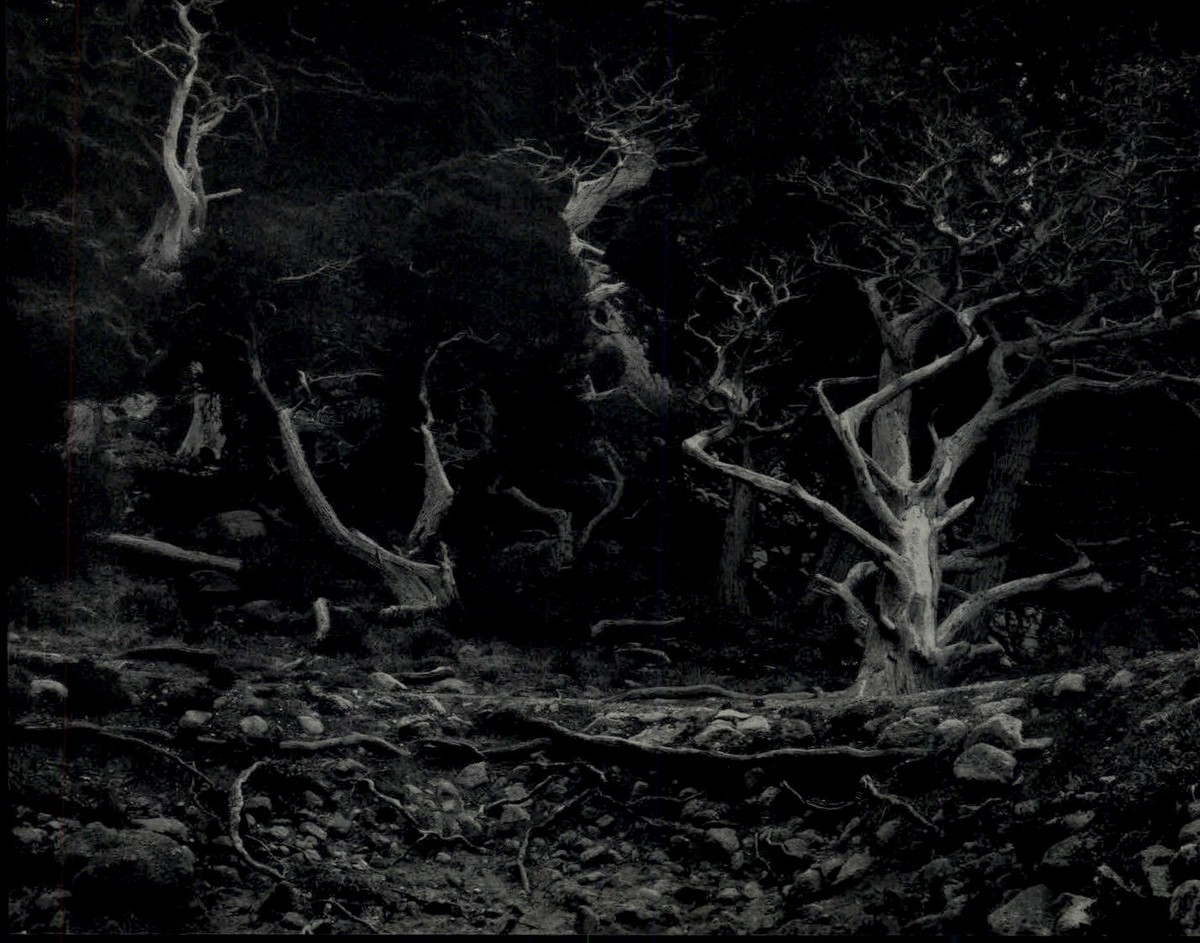 1940 1968 Original Edward Weston Weathered Cypress Trees Art
