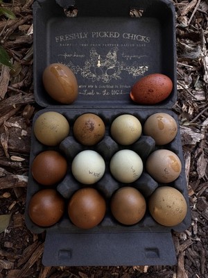 12+ Olive Egger Hatching Eggs | Fifty Shades of Green | Speckled & Colorful