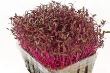 PREMIER SEEDS DIRECT - SPROUTING/MICRO-GREEN AMARANTH RED GARNET 10 Gram