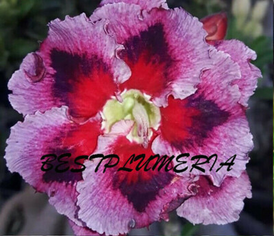 Adenium obesum Wüstenrose ''Schwan&Drache'' 200 Samen