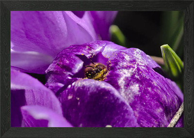Peek A Bee gerahmtes Wandbild Poster Leinwanddruck Bild