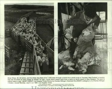 1988 Press Photo Brian Oliver herd ewes, Lonnie Ward sheers wool, New Zealand