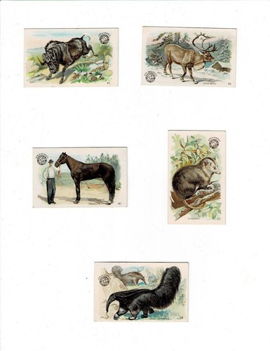 Lot of 12 Arm & Hammer Interesting Animals Church & Co. - Picture 3 of 4