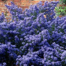 Ceanothus Puget Blue - Long Flowering Evergreen Shrub